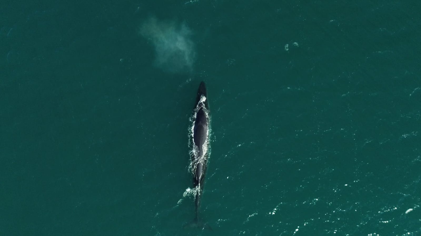 El regreso de la Ballena sei: : ciencia, memoria y bienes compartidos